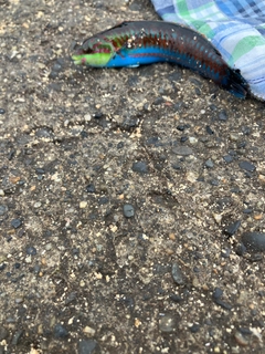 ニシキベラの釣果