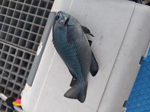 グレの釣果