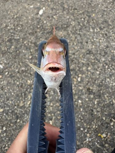 チャリコの釣果