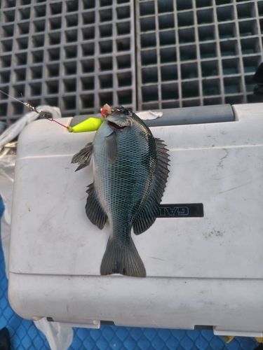 グレの釣果