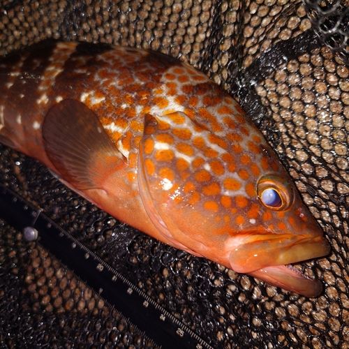 キジハタの釣果