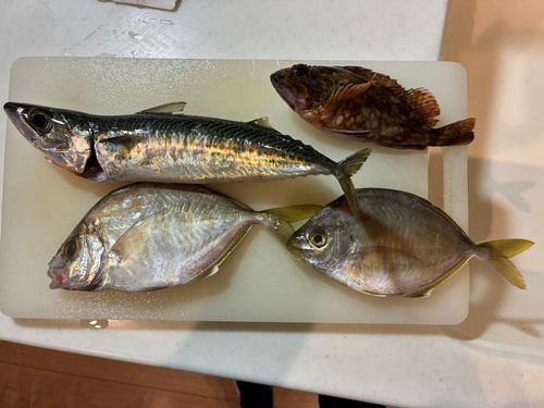 カイワリの釣果