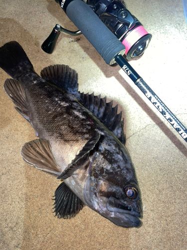 クロソイの釣果