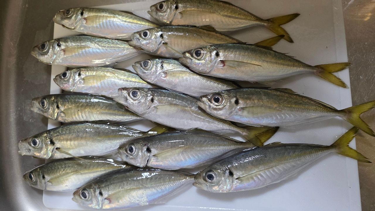 SHIMANO 20ソアレ TT アジング S610L-Sの最安値・インプレ・釣果