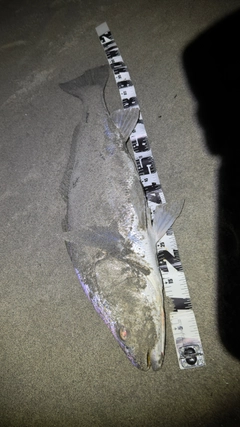 オオニベの釣果