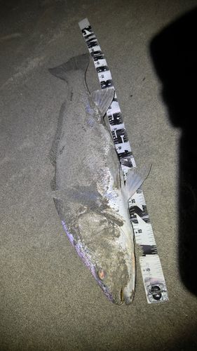 オオニベの釣果