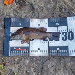 スモールマウスバス