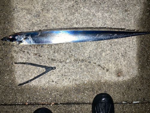 タチウオの釣果