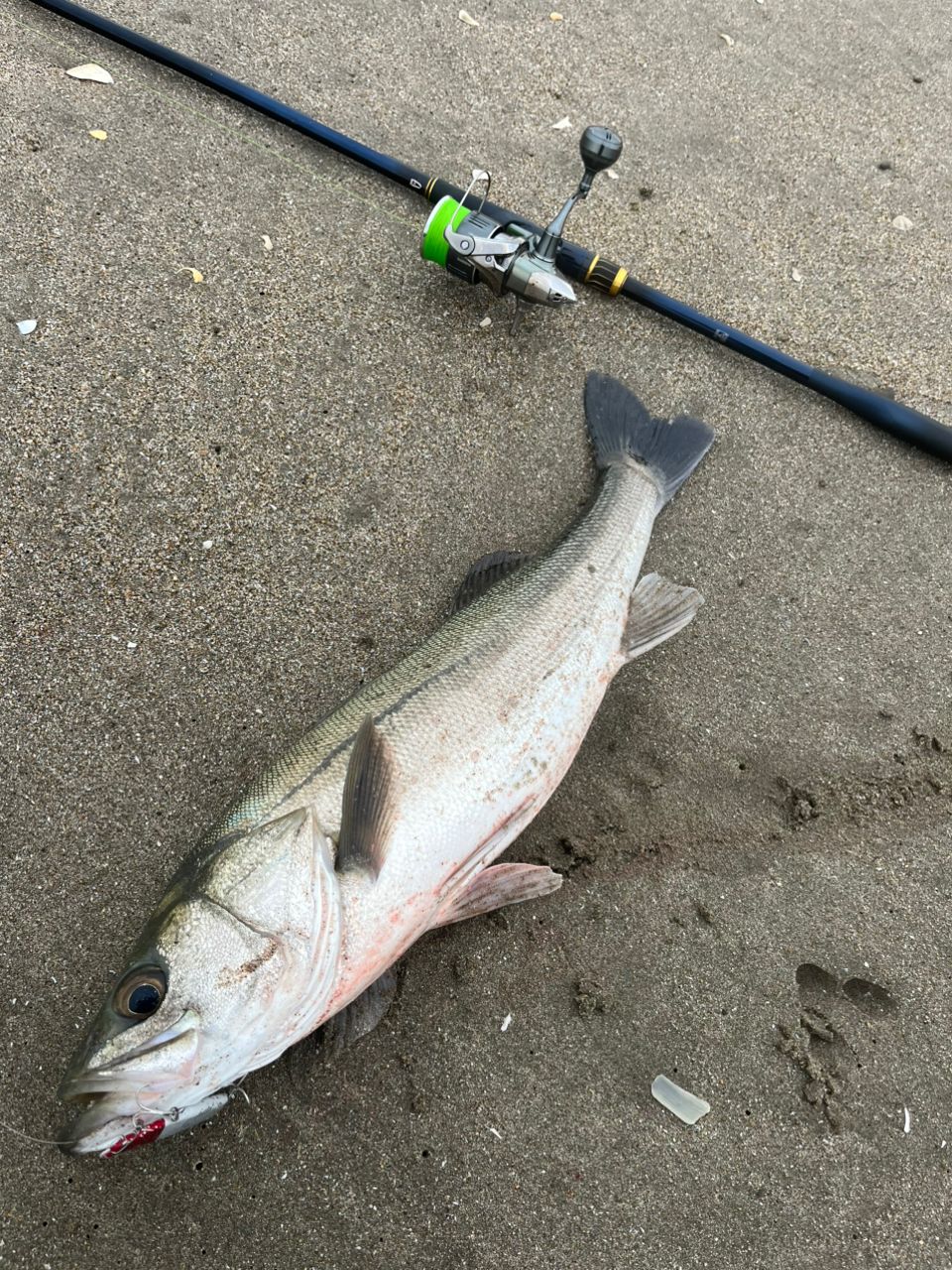 SHIMANO ネッサ リミテッド 2023年モデルの最安値・インプレ・釣果