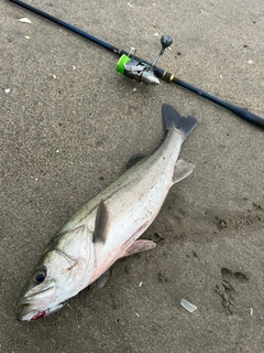 マルスズキの釣果
