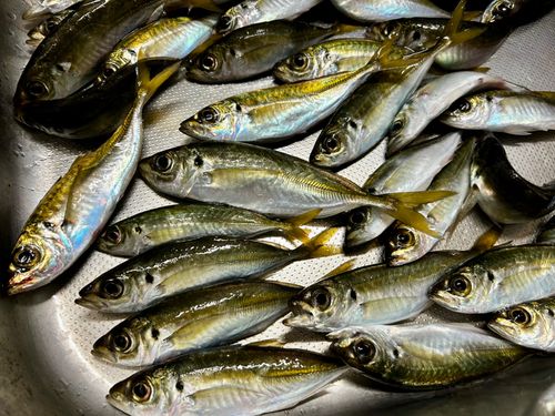 アジの釣果