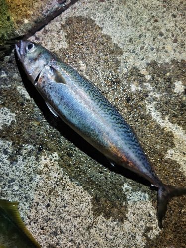 サバの釣果