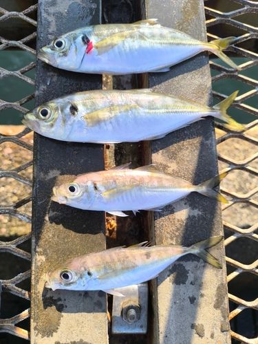 大黒海づり施設