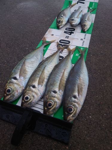 アジの釣果
