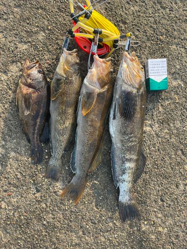 アイナメの釣果