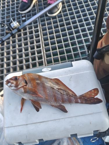 タカノハダイの釣果