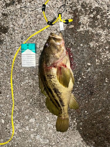 シマソイの釣果