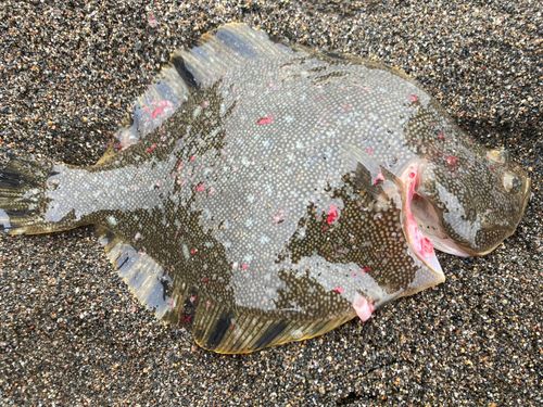 マツカワの釣果