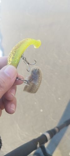 シタビラメの釣果