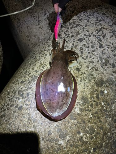 コウイカの釣果