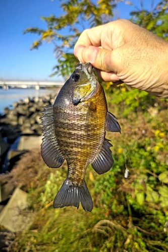 ブルーギルの釣果