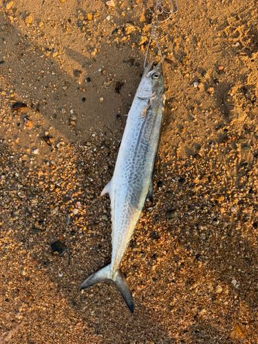 サゴシの釣果