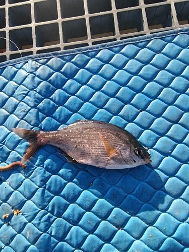 ウミタナゴの釣果