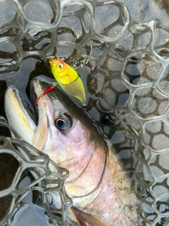 アメマスの釣果