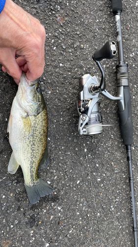 ラージマウスバスの釣果