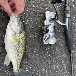 ラージマウスバス