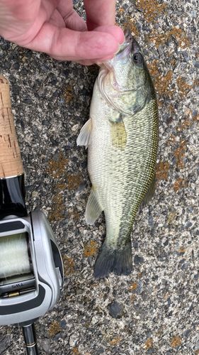 ラージマウスバスの釣果