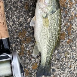 ラージマウスバス