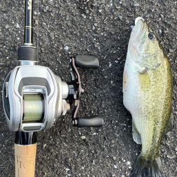 ラージマウスバス