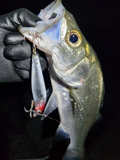 ヒラスズキの釣果