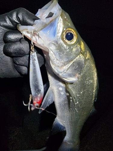 ヒラスズキの釣果