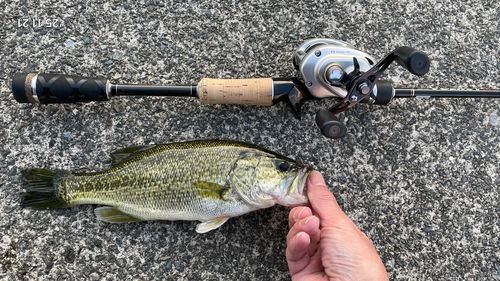 ラージマウスバスの釣果