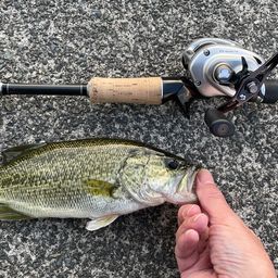 ラージマウスバス