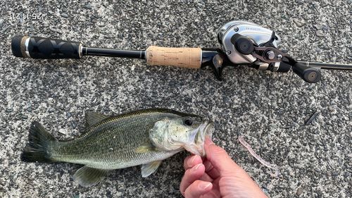 ラージマウスバスの釣果