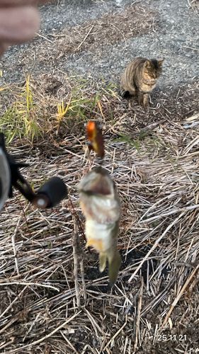 ラージマウスバスの釣果