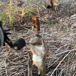 ラージマウスバス