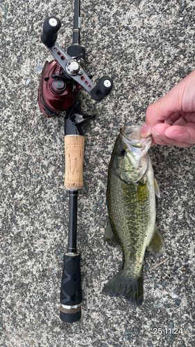 ラージマウスバスの釣果