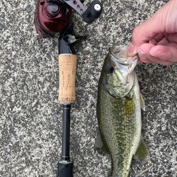 ラージマウスバス