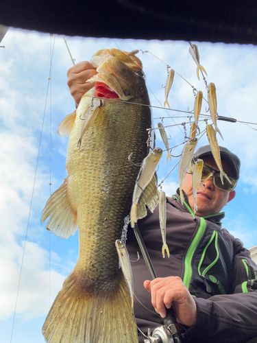 ブラックバスの釣果