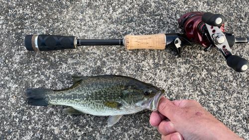 ラージマウスバスの釣果