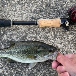 ラージマウスバス