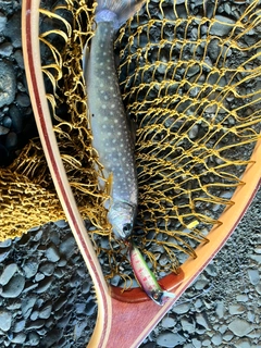 エゾイワナの釣果