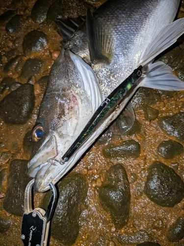 シーバスの釣果