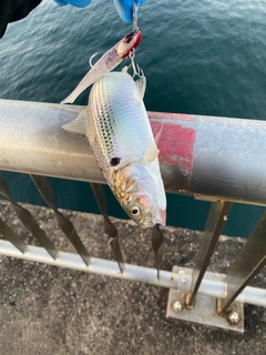 コノシロの釣果