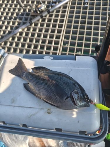 グレの釣果