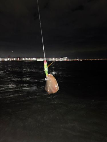 アカエイの釣果